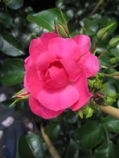 Baumschule Pflanzenvielfalt Kletterrose Heidetraum PLUS ADR Rose Goldene Rose 50 cm