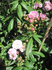 Baumschule Pflanzenvielfalt Kletterrose Perennial Rosali 50 cm