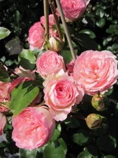 Baumschule Pflanzenvielfalt Kletterrose Mini Eden Rose im 7 Liter Topf