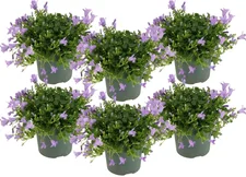 Herbie Campanula Ambella Lavendel Freilandpflanze 20 cm