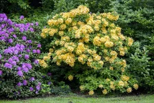 Pflanzen-für-dich Sommergrüne Azalee Goldpracht Rhododendron lut.Goldpracht 40-50 cm (SANA005032)