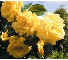 Dehner Kletterrose Dukat gelbe gefüllte Blüten 20-30 cm (7803208)