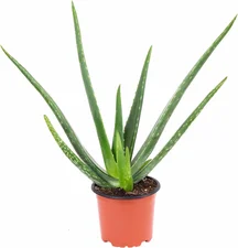 flowerbox Echte Aloe Aloe vera 40 cm (NEW-1114)