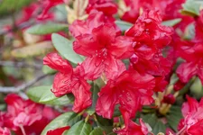 Pflanzen-für-dich Rhododendron yakusimanum Bohlkens Roter Stern C5 25-30cm